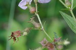 Maryland meadowbeauty