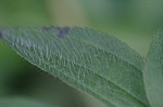 Maryland meadowbeauty