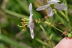 Maryland meadowbeauty