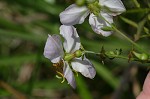 Maryland meadowbeauty