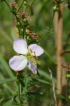 Maryland meadowbeauty