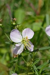 Maryland meadowbeauty