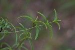 White meadowbeauty