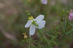 White meadowbeauty