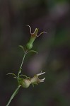 White meadowbeauty