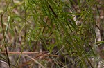 White meadowbeauty