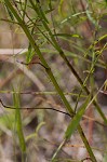 White meadowbeauty