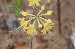 Flame azalea