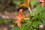 Flame azalea