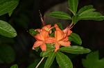 Flame azalea