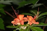 Flame azalea