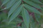 Staghorn sumac