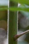 Staghorn sumac