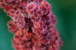 Staghorn sumac