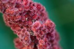 Staghorn sumac