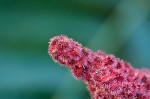 Staghorn sumac