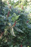 Staghorn sumac