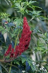 Staghorn sumac