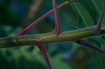 Staghorn sumac