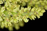 Staghorn sumac