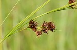 Brownish beaksedge