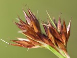 Brownish beaksedge