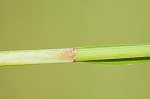 Brownish beaksedge