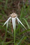 Sandswamp whitetop