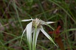 Sandswamp whitetop