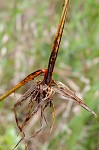 Sandswamp whitetop