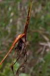 Sandswamp whitetop