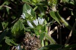 Florida pusley <BR>Rough Mexican clover