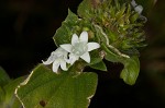 Florida pusley <BR>Rough Mexican clover