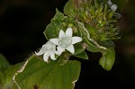 Florida pusley <BR>Rough Mexican clover