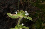 Florida pusley <BR>Rough Mexican clover