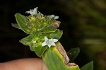 Florida pusley <BR>Rough Mexican clover