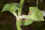 Florida pusley <BR>Rough Mexican clover