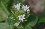 Florida pusley <BR>Rough Mexican clover