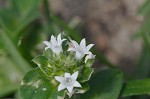 Florida pusley <BR>Rough Mexican clover