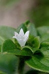 Florida pusley <BR>Rough Mexican clover