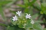 Florida pusley <BR>Rough Mexican clover