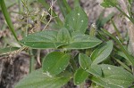 Florida pusley <BR>Rough Mexican clover