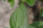 Florida pusley <BR>Rough Mexican clover