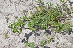 Florida pusley <BR>Rough Mexican clover