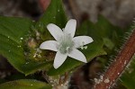 Florida pusley <BR>Rough Mexican clover