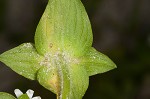 Florida pusley <BR>Rough Mexican clover