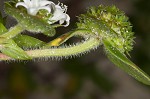 Florida pusley <BR>Rough Mexican clover