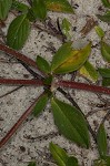 Florida pusley <BR>Rough Mexican clover