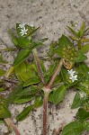 Florida pusley <BR>Rough Mexican clover