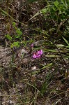 Dwarf bristly locust